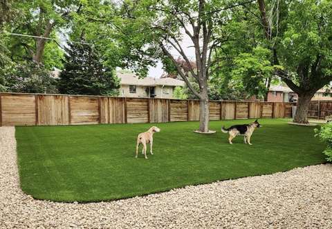 Two dogs on an artificial turf yard under shade trees, with a wood fence and gravel border